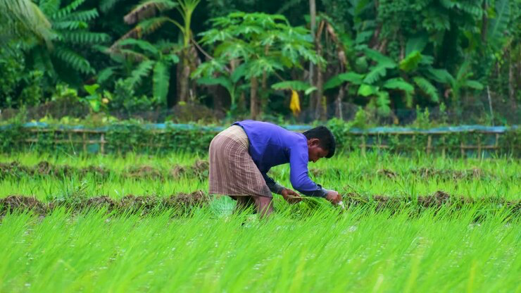 Farmers harvesting